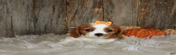 Cavalier King Charles Spaniel dogs for sale: Regina - Ad 4