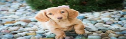 Miniature Dachshund dogs for sale: Bambi - Ad 1
