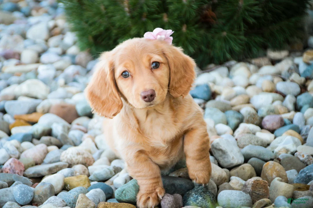 Miniature Dachshund dogs for sale: Bambi - Ad 1