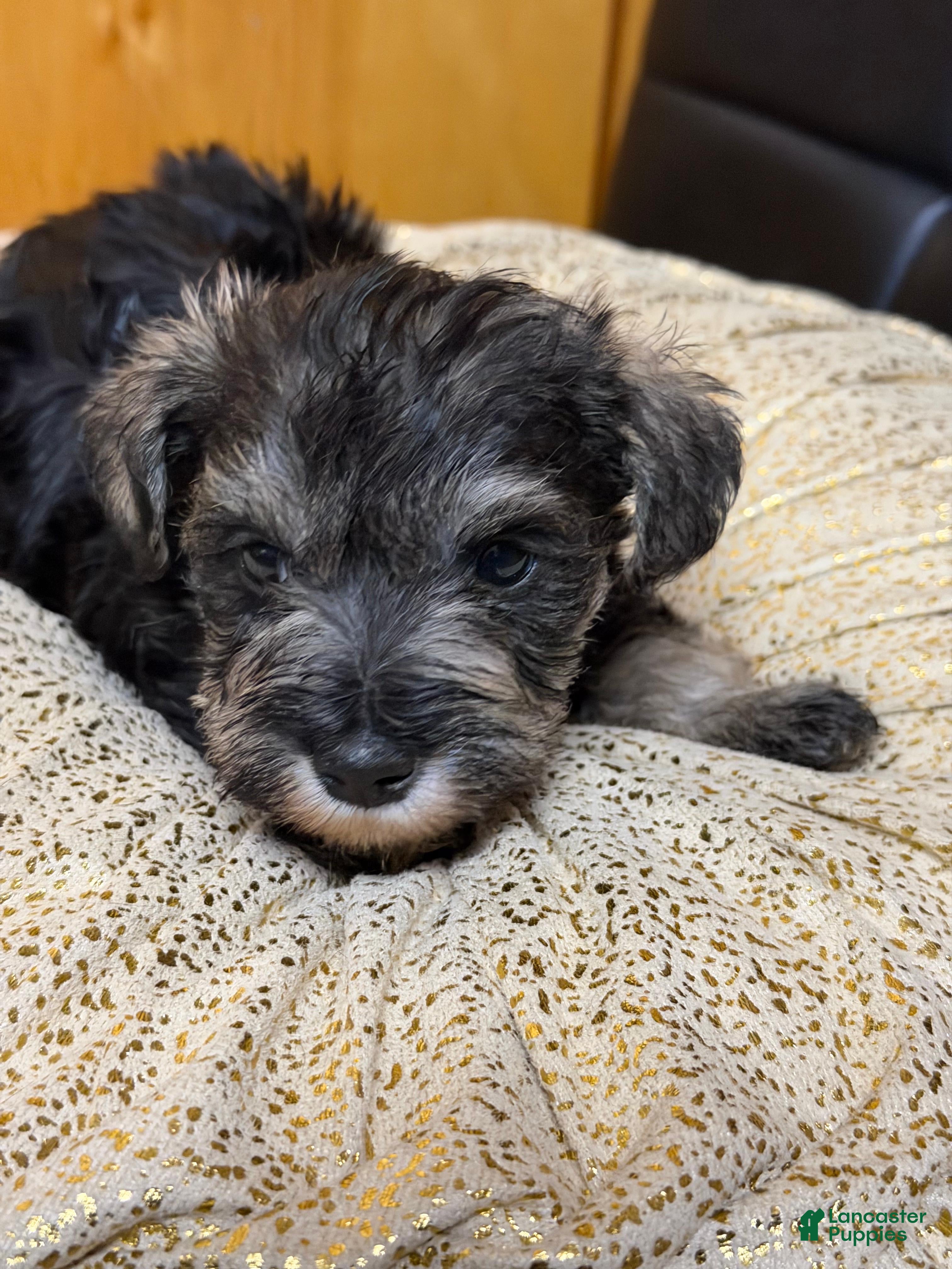Schnauzer dogs Schnauzer Puppy 1 - Ad 6