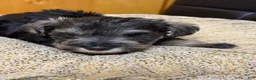 Schnauzer dogs for sale: Schnauzer Puppy 1 - Ad 1