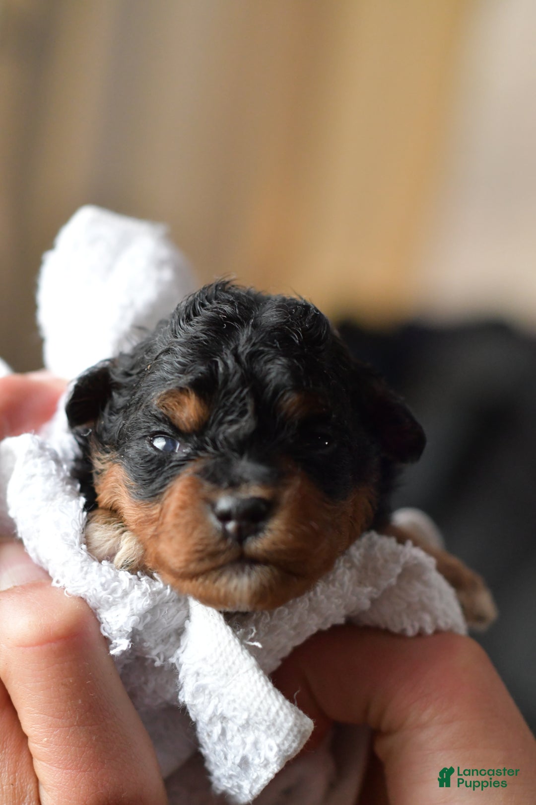 Mini Aussiedoodle dogs for sale: Cash - Ad 59