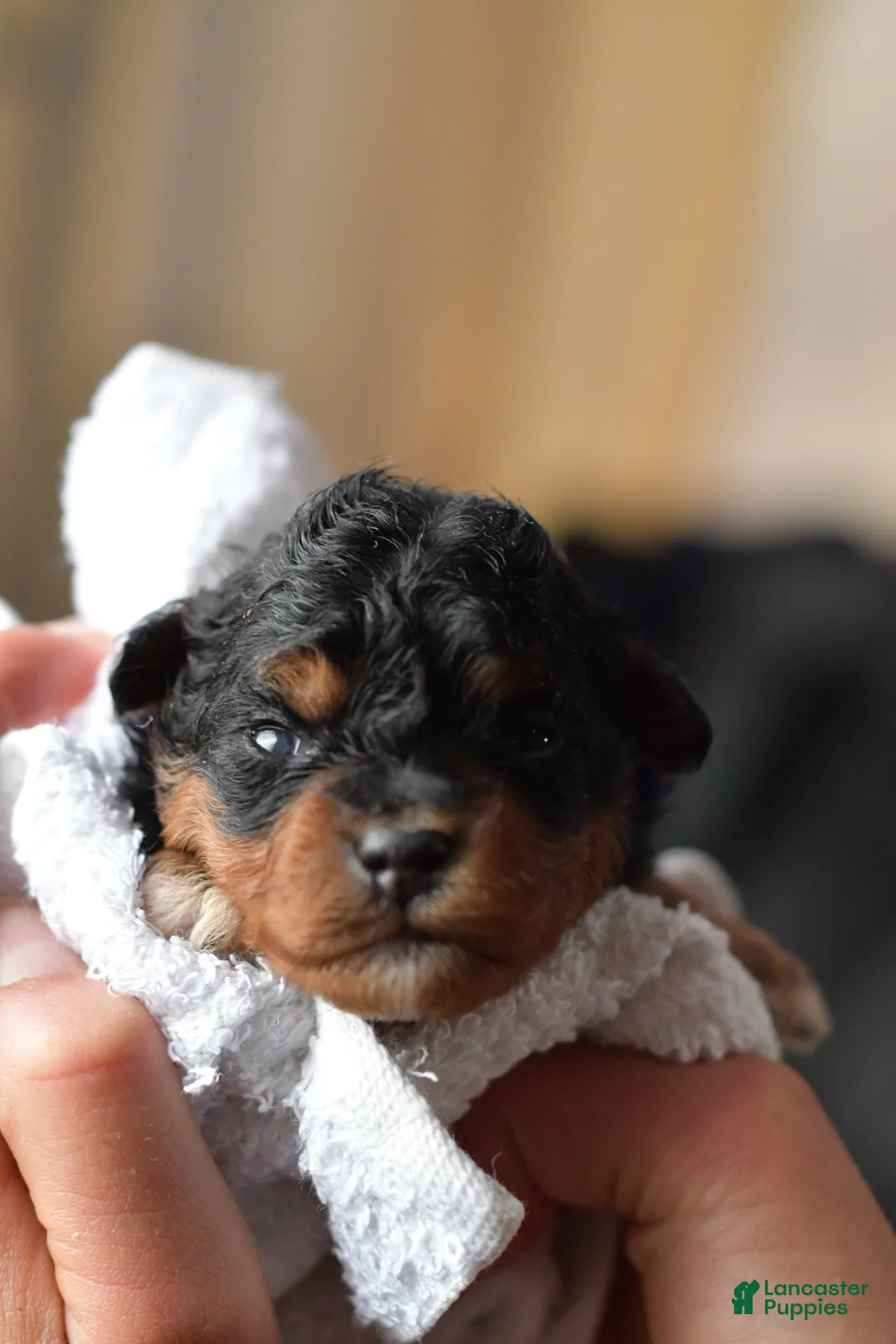 Mini Aussiedoodle dogs for sale: Rory - Ad 27