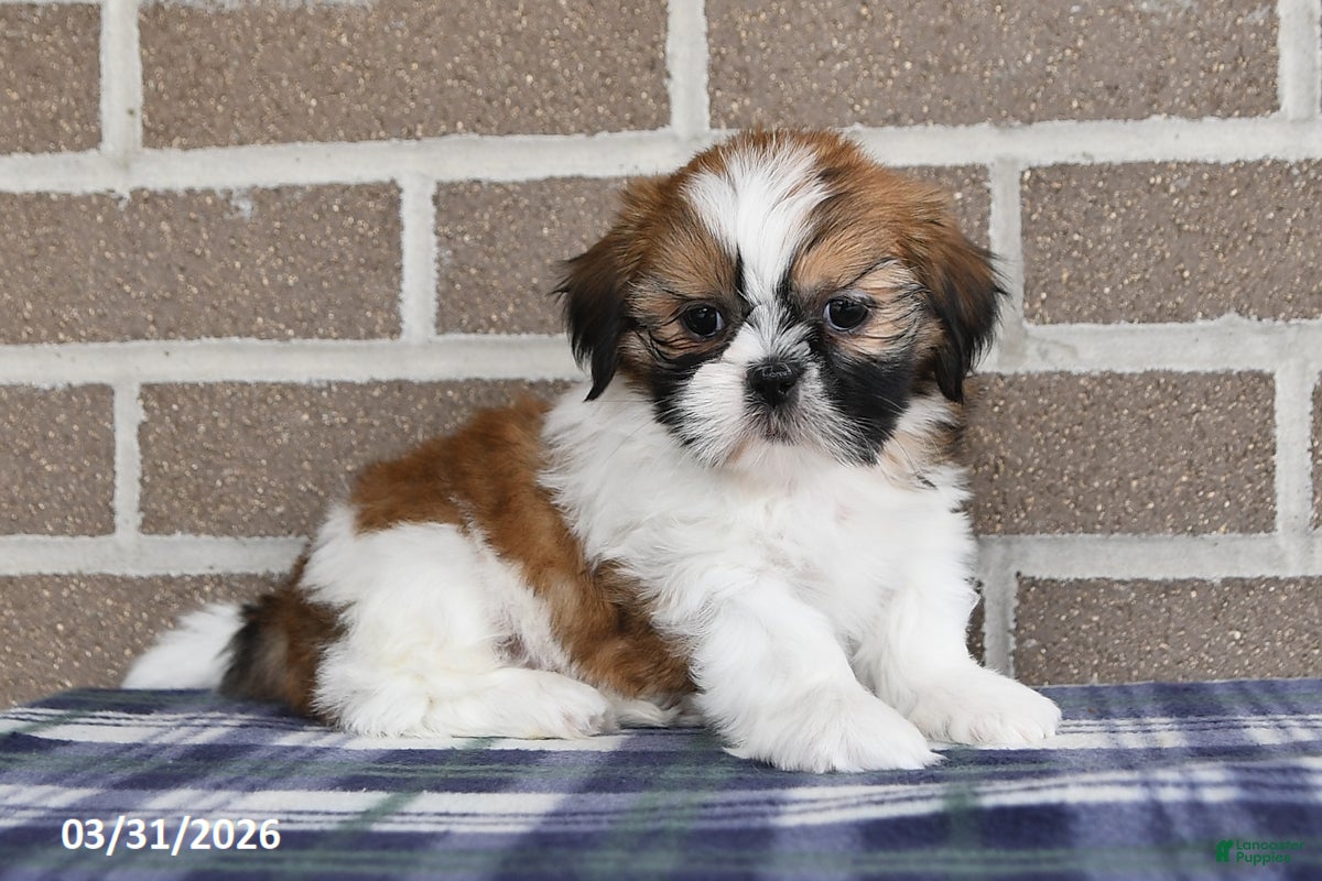 Shih Tzu dogs Wanda - Ad 1