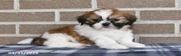 Shih Tzu dogs for sale: Wanda - Ad 1