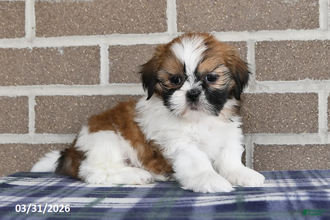 Shih Tzu dogs for sale: Wanda - Ad 1