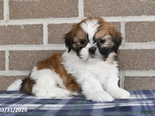 Shih Tzu dogs for sale: Wanda - Ad 2