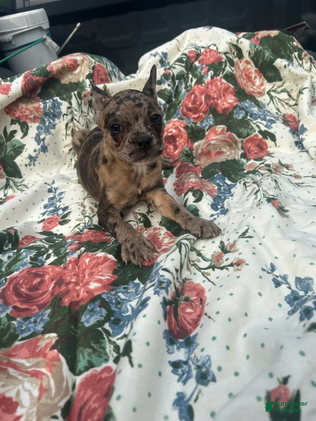 French Bulldog dogs for sale: Marty - Ad 3