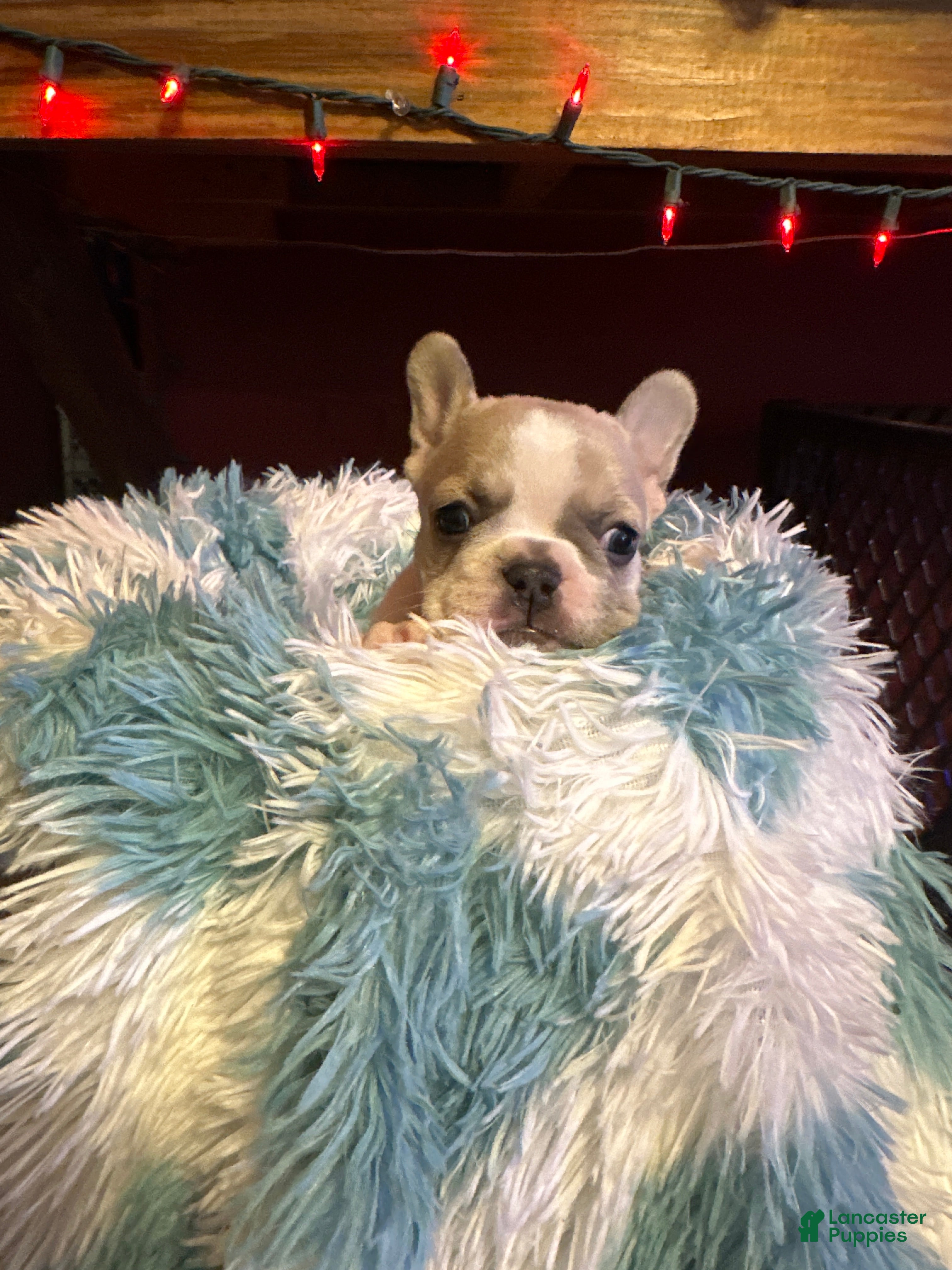 French Bulldog dogs French Bulldog Puppy 1 - Ad 33