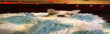 French Bulldog Puppy 1