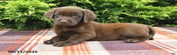 Labrador Retriever dogs for sale: Karlos - Ad 1