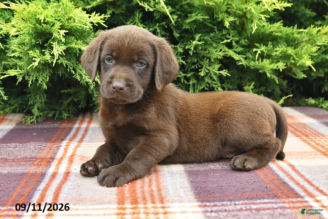 Labrador Retriever dogs for sale: Karlos - Ad 1