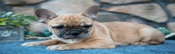 French Bulldog dogs for sale: Braxton - Ad 2