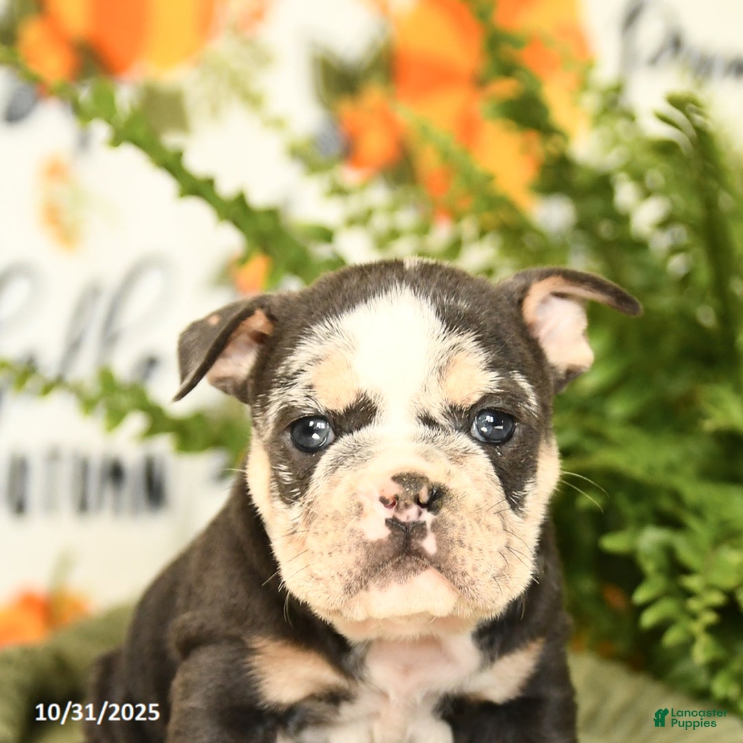 Mixed Breed dogs for sale: Meadow - Ad 2