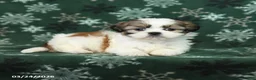 Shih Tzu dogs for sale: Lucky - Ad 3