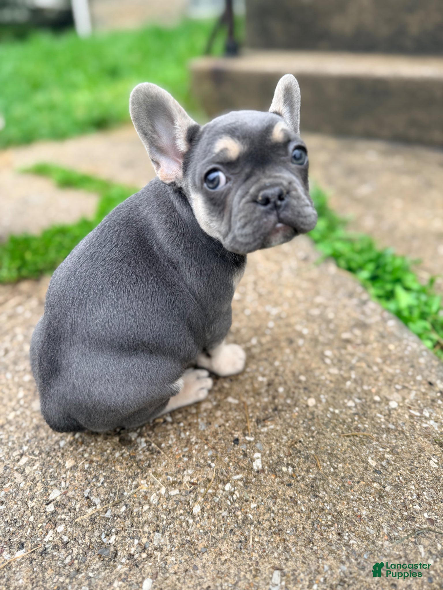 French Bulldog dogs Charlotte Mousse - Ad 41