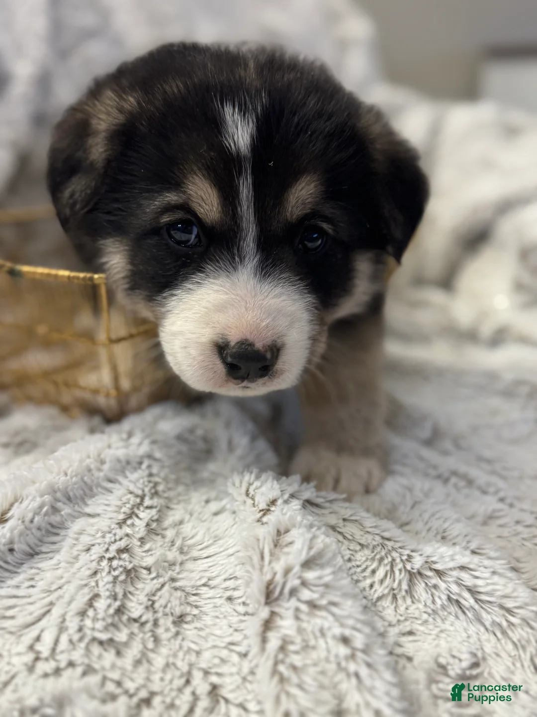 Mixed Breed dogs for sale: Mocha - Ad 3