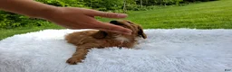 Cavapoo dogs for sale: Prince - Ad 2