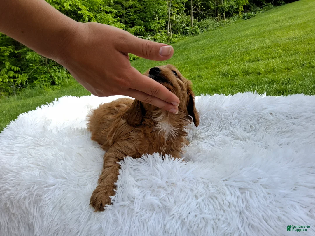 Cavapoo dogs for sale: Prince - Ad 2