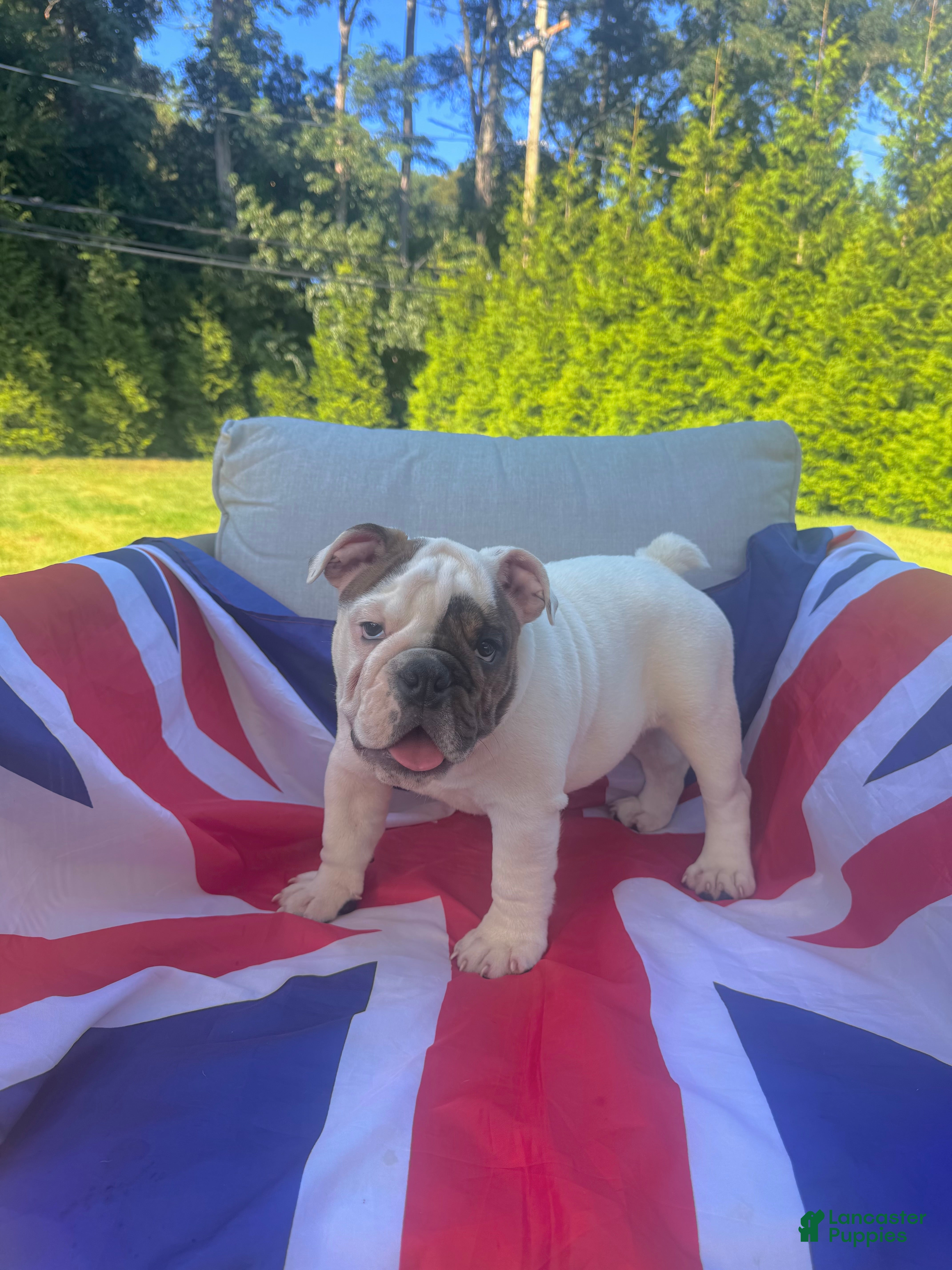 English Bulldog dogs Lola - Ad 10