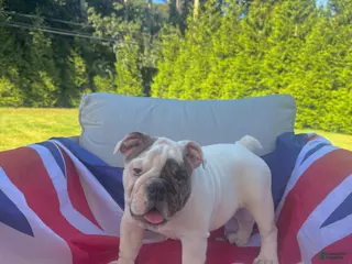English Bulldog dogs Lola - Ad 10