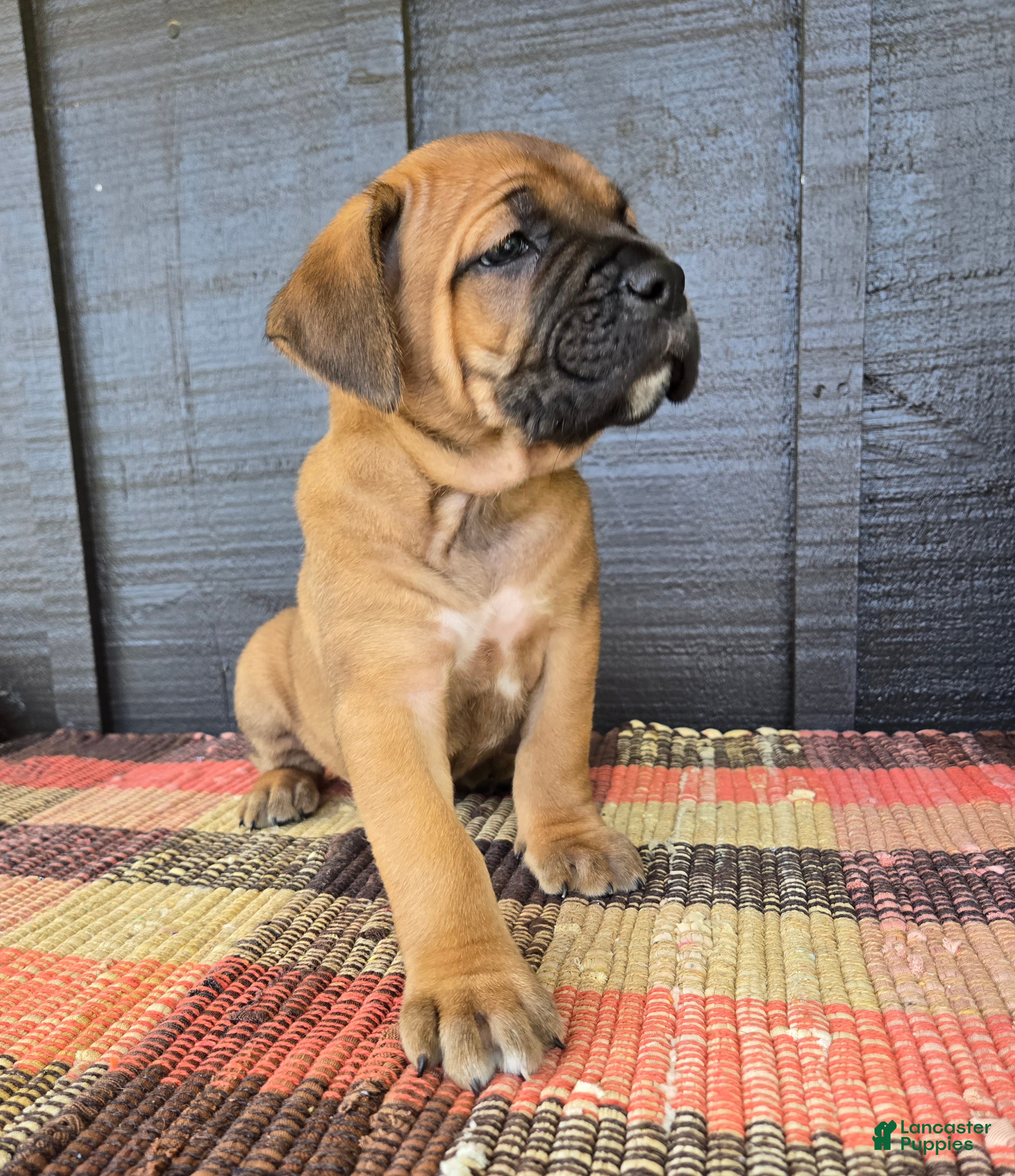 Cane Corso dogs for sale: AKC Vladimir  - Ad 3