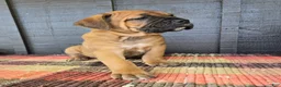 Cane Corso dogs for sale: AKC Viggo - Ad 11