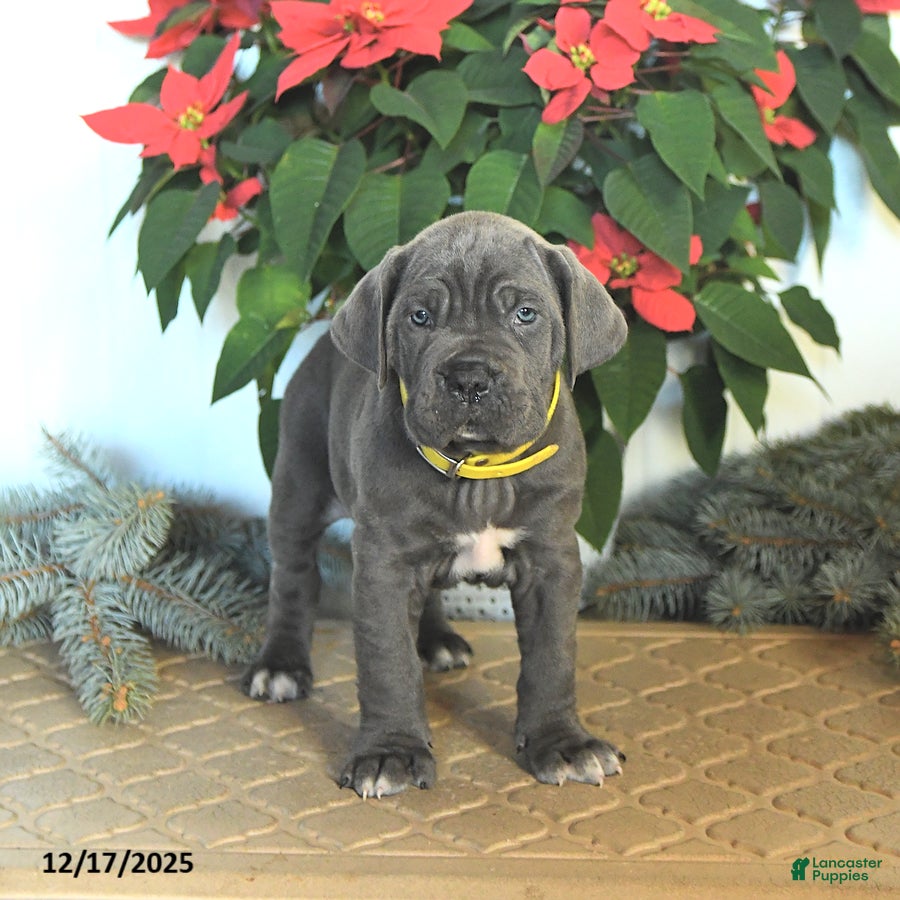 Cane Corso dogs Fir  - Ad 4