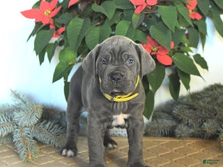 Cane Corso dogs Fir - Ad 4