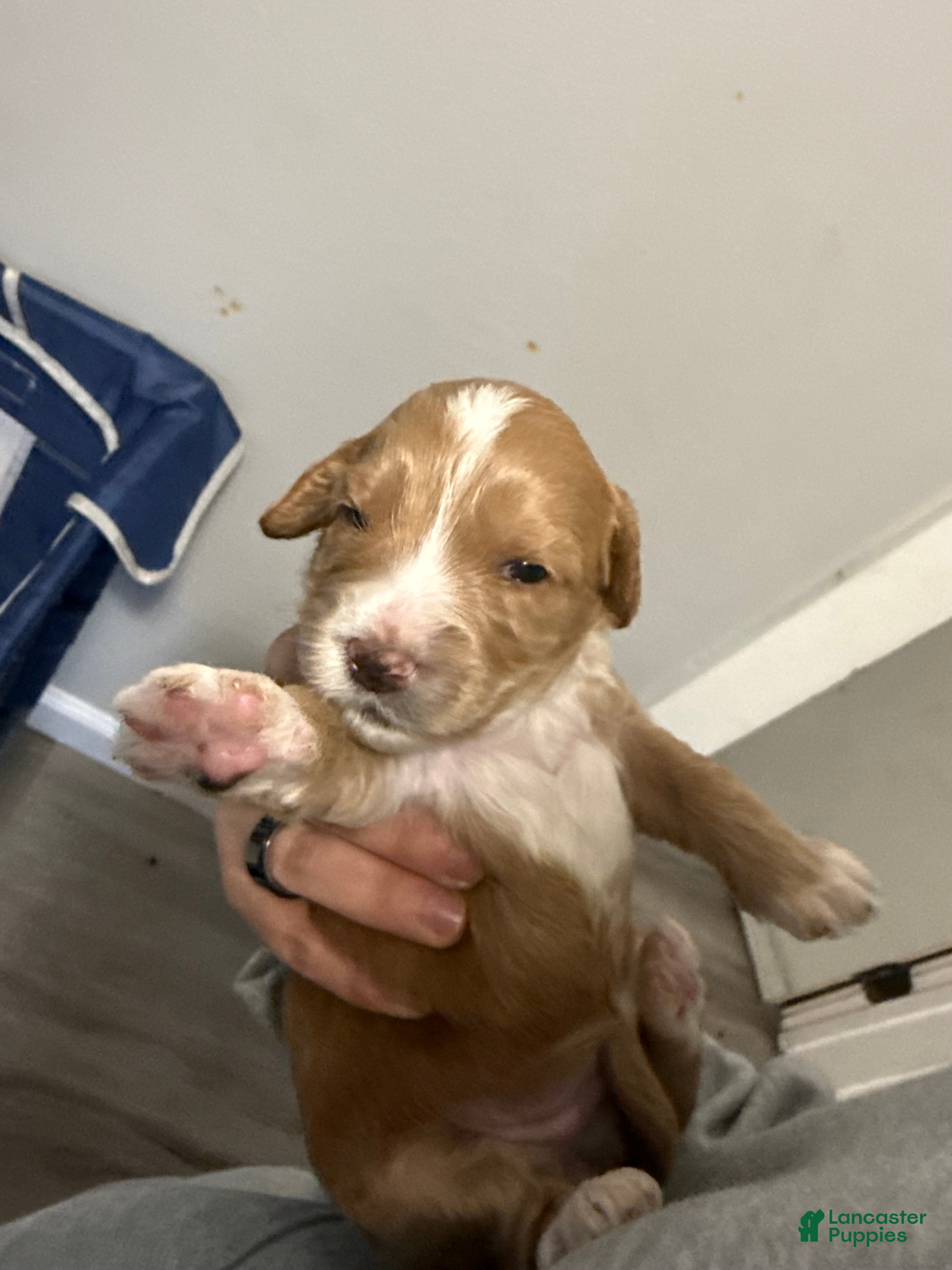 Australian Labradoodle dogs Australian Labradoodle Puppy 1 - Ad 1