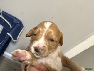 Australian Labradoodle dogs - Ad 10