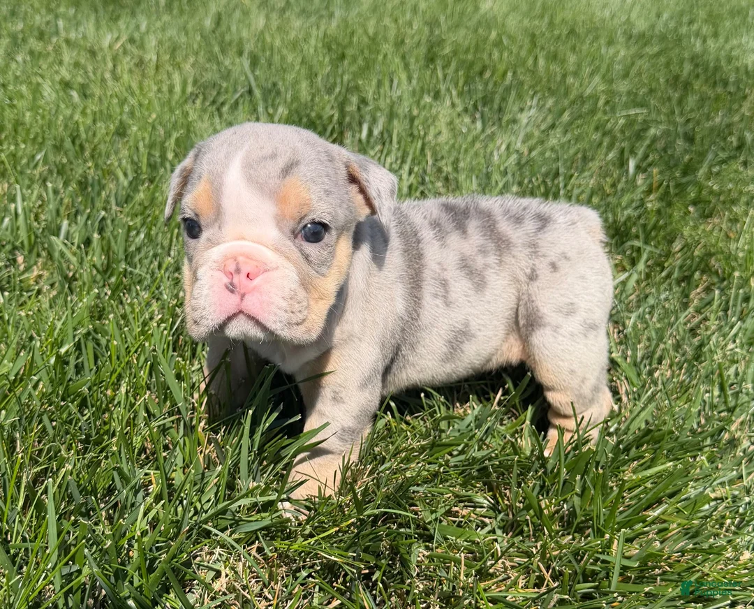 English Bulldog dogs for sale: lynn- TAKE HOME TODAY - Ad 3