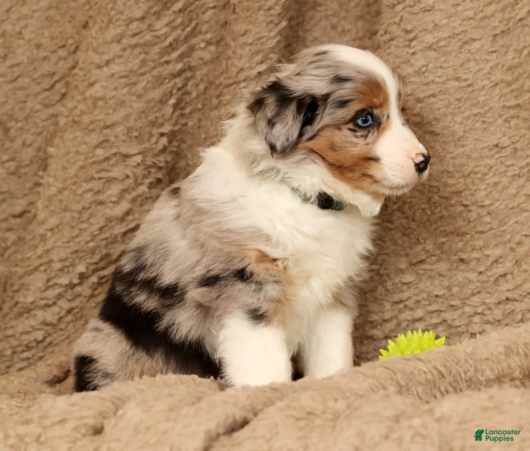 Miniature Australian Shepherd dogs for sale: Dawson - Ad 8