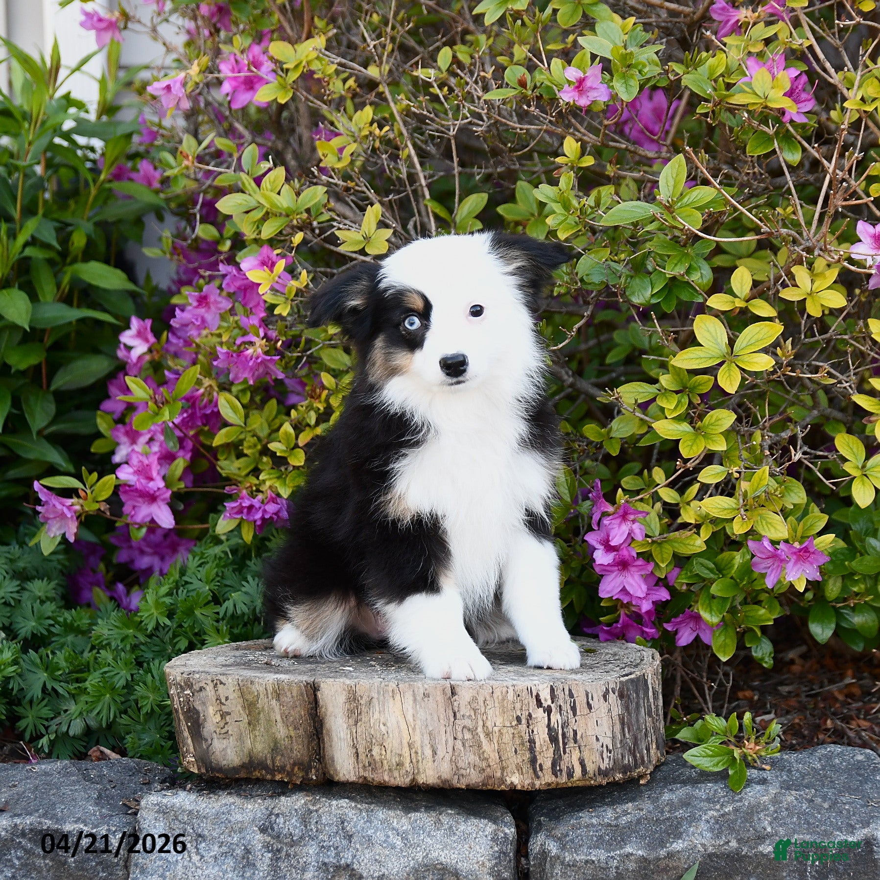 Miniature Australian Shepherd dogs Skye - Ad 2