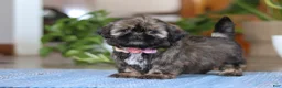 Shih Tzu dogs for sale: Juliet - Ad 9