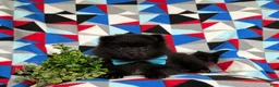 Pomeranian dogs for sale: Malik 9 lbs Full Grown - Ad 9