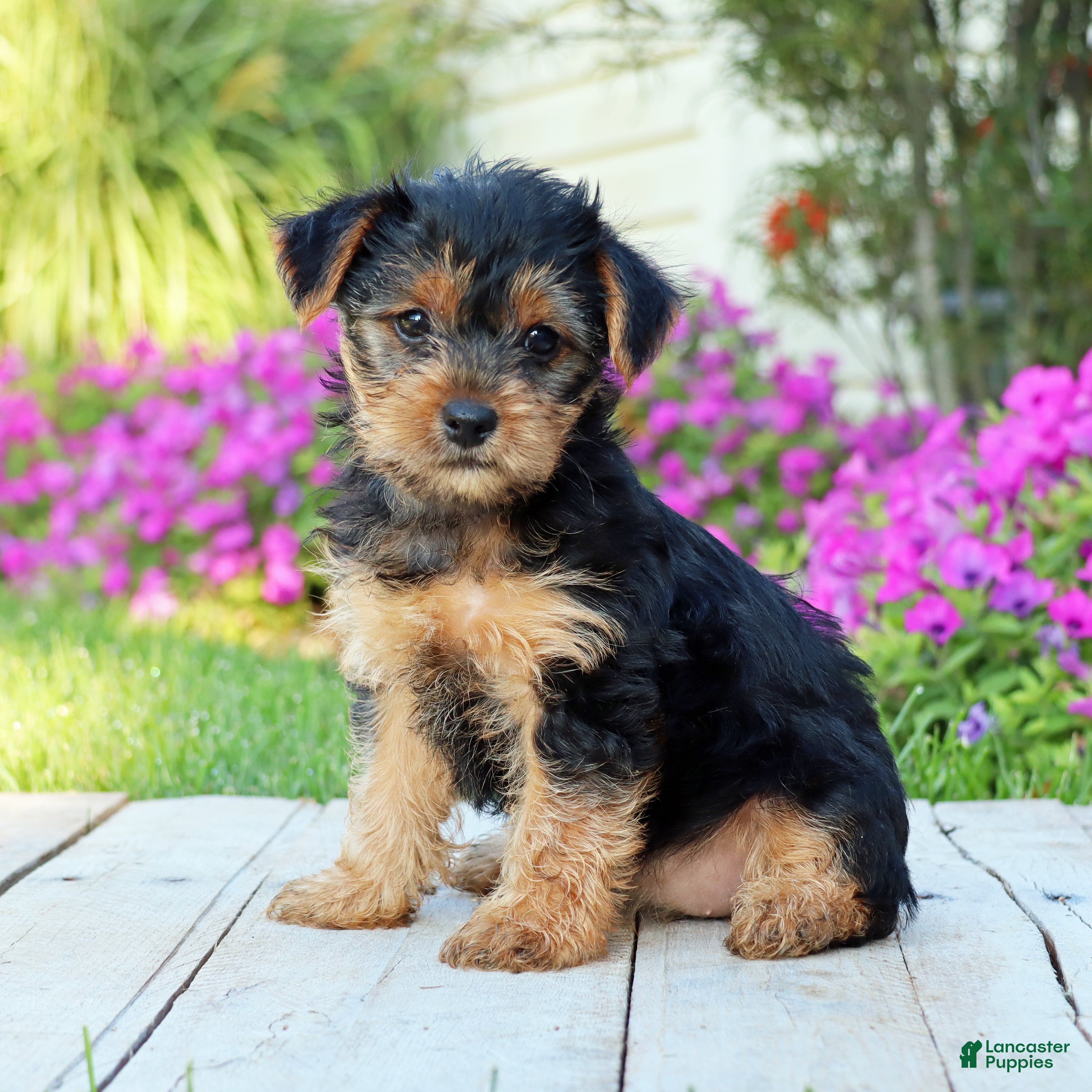 Yorkshire Terrier dogs Zoe - Ad 1