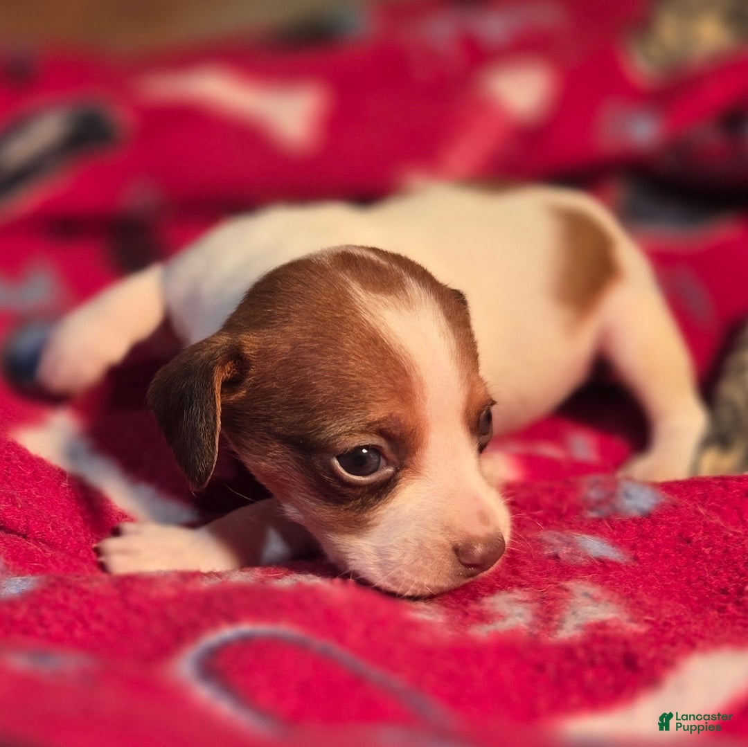 Beagle dogs for sale: Rory Queen Elizabeth Pocket Beagle - Ad 8