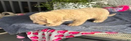 Goldendoodle dogs for sale: Nash - Ad 13