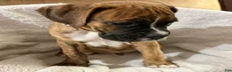 Boxer dogs for sale: Boxer 3 - Ad 4