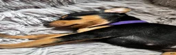Miniature Pinscher dogs for sale: Miniature Pinscher 1 (plum) - Ad 7