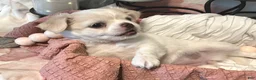 Chihuahua dogs for sale: Luna - Ad 4