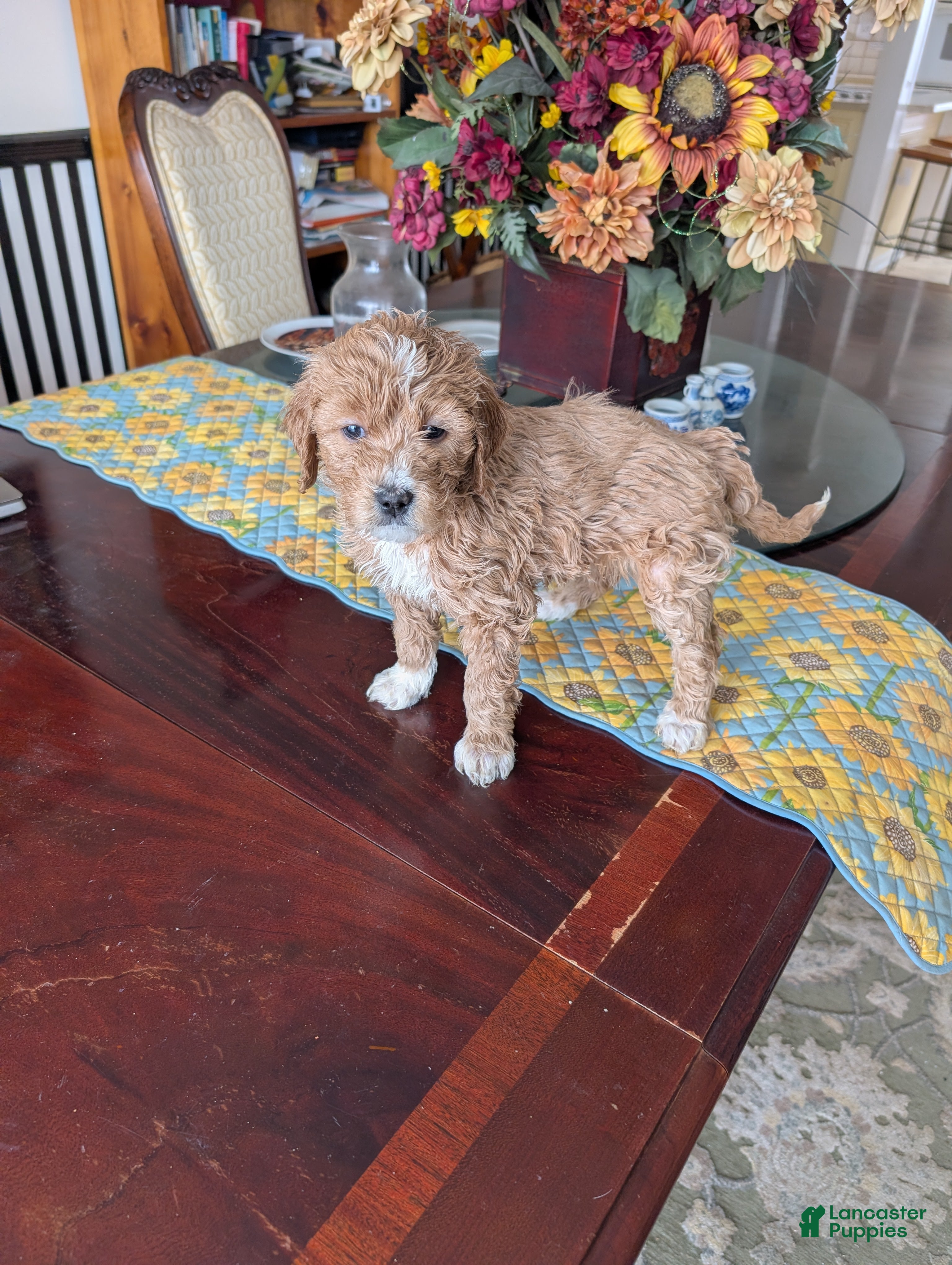 Goldendoodle dogs for sale: Cindy - Ad 4