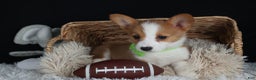 Welsh Corgi Pembroke dogs for sale: Hudson - Ad 27