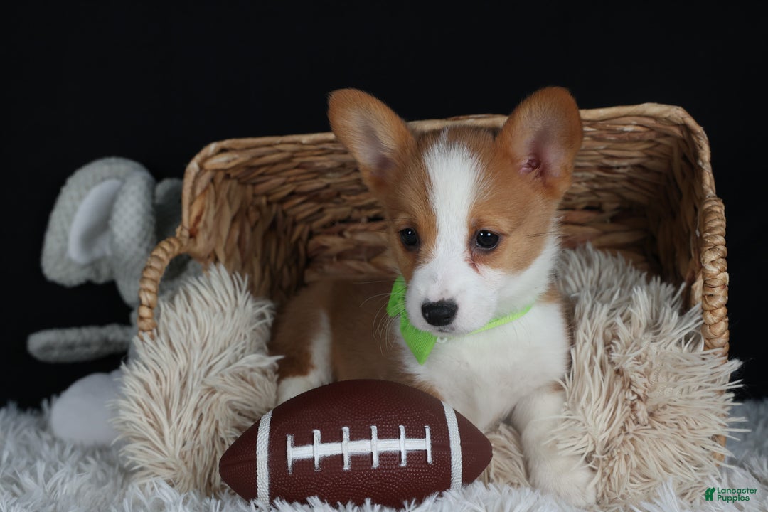 Welsh Corgi Pembroke dogs for sale: Hudson - Ad 27