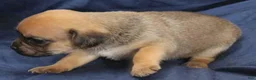 Puggle dogs for sale: Chewy - Ad 57