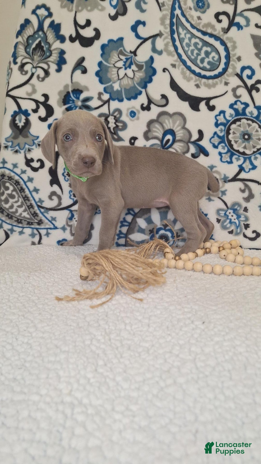 Weimaraner dogs for sale: Diamond - Ad 21