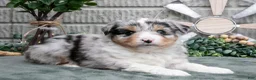 Miniature Australian Shepherd dogs for sale: Lucy - Ad 1
