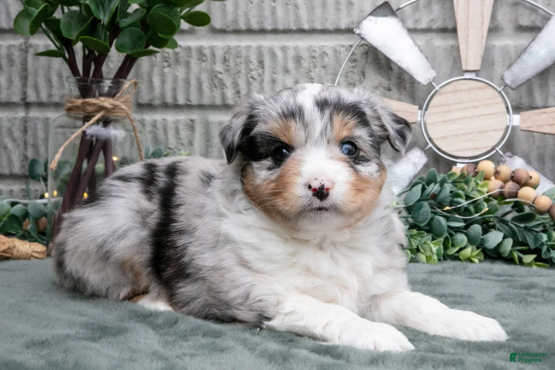Miniature Australian Shepherd dogs for sale: Lucy - Ad 1