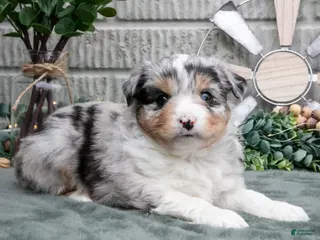 Miniature Australian Shepherd dogs Lucy - Ad 36
